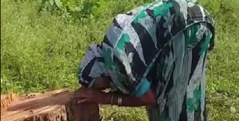 छत्तीसगढ़: 85 साल की बुजुर्ग महिला की आंखों में आंसू, 20 साल पहले लगाया पीपल का पेड़ काटा गया